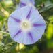 Morning Glory 'Inkspots' Seeds