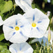 Morning Glory 'Ismay' Seeds
