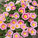 Morning Glory 'Rose Ensign' Seeds