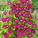 Morning Glory 'Scarlett O'Hara' Seeds