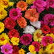 Portulaca 'Happy Hour Mix' Seeds