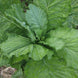 Mustard 'Broadleaf' Seeds