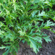 Mustard 'Mizuna' Seeds