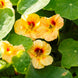Nasturtium 'Apricot' Seeds