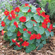 Nasturtium 'Baby Red' Seeds