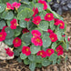 Nasturtium 'Baby Rose' Seeds