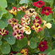 Nasturtium 'Bloody Mary' Seeds