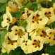 Nasturtium 'Cream Troika' Seeds