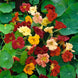 Nasturtium 'Double Gleam Mix' Seeds