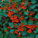 Nasturtium 'Empress of India' Seeds
