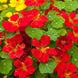 Nasturtium 'Globe of Fire' Seeds