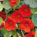 Nasturtium 'Indian Chief' Seeds