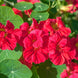 Nasturtium 'Jewel Cherry Rose' Seeds
