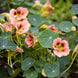 Nasturtium 'Ladybird Rose' Seeds