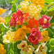Nasturtium 'Jewel Mix' Seeds
