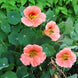 Nasturtium 'Salmon Baby' Seeds