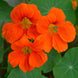 Nasturtium 'Spitfire' Seeds