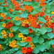 Nasturtium 'Mixed Colors' Seeds