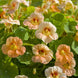 Nasturtium 'Tip Top Apricot' Seeds
