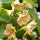 Nasturtium 'Pink Blush' Seeds