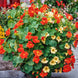 Nasturtium 'Tom Thumb Mix' Seeds