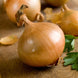 Onion 'Early Grano' Seeds