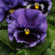 Pansy 'Frizzle Sizzle Blue' Seeds