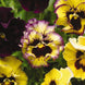 Pansy 'Lemonberry' Seeds