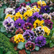 Pansy 'Frizzle Sizzle Mix' Seeds