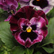 Pansy 'Raspberry' Seeds