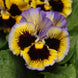 Pansy 'Yellow-Blue Swirl' Seeds