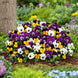 Pansy 'Swiss Giants Mix' Seeds