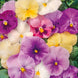 Pansy 'Pastel Mix' Seeds