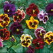 Pansy 'Rococo Mix' Seeds