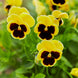 Pansy 'Rhinegold' Seeds