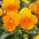Pansy 'Orange Sun' Seeds
