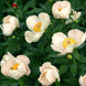 Peony 'Apricot Whisper' Seeds