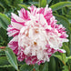 Peony 'Candy Stripe' Seeds