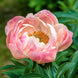 Peony 'Coral Charm' Seeds
