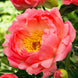 Peony 'Coral Sunset' Seeds