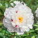 Peony 'Festiva Maxima' Seeds