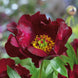 Peony 'Scarlet Heaven' Seeds