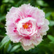 Peony 'Jumbo' Seeds