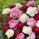 Peony 'Mixed' Seeds
