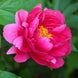 Peony 'Raspberry Charm' Seeds