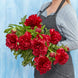 Peony 'Red Charm' Seeds