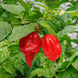 Chilli Pepper 'Carolina Reaper' Seeds