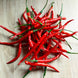 Chilli Pepper 'Cayenne Long Red' Seeds