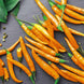 Chilli Pepper 'Cayenne Orange' Seeds