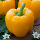 Bell Pepper 'Golden Wonder' Seeds